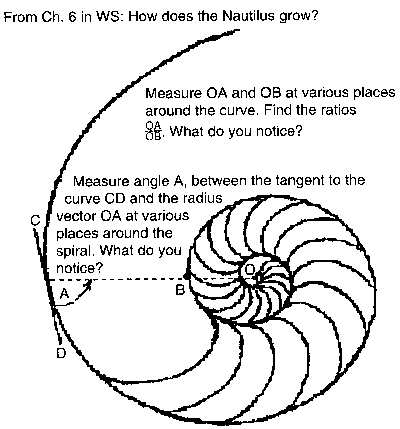 fibonacci sequence in shells