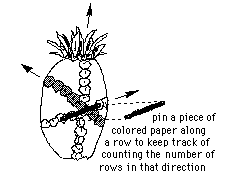 fibonacci sequence in pineapple